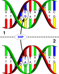 SNP-Single-nucleotide-polymorphism