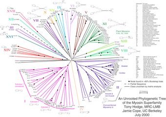 Phylogenetic tree-Unrooted tree of myosin supergene family Phylogenetic tree