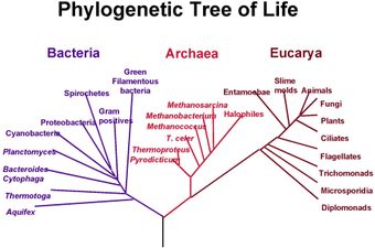 Phylogenetic tree-The speculatively rooted tree for rRNA genes Phylogenetic tree of life